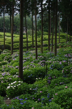 2011_6_三室戸寺・紫陽花_6.jpg