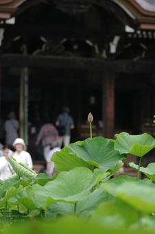 2011_6_三室戸寺・紫陽花_9.jpg