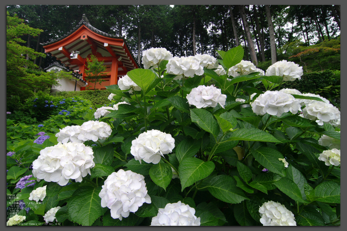 2011_6_三室戸寺・紫陽花_top1.jpg