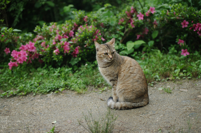 2011_6_久米寺・紫陽花_15.jpg