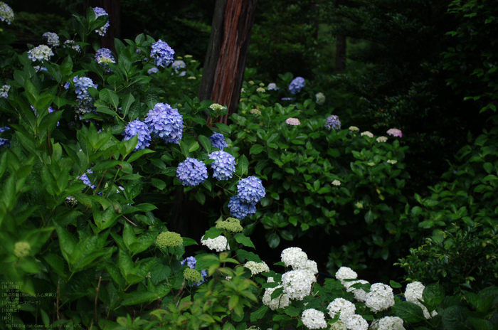 2011_6_久米寺・紫陽花_2.jpg