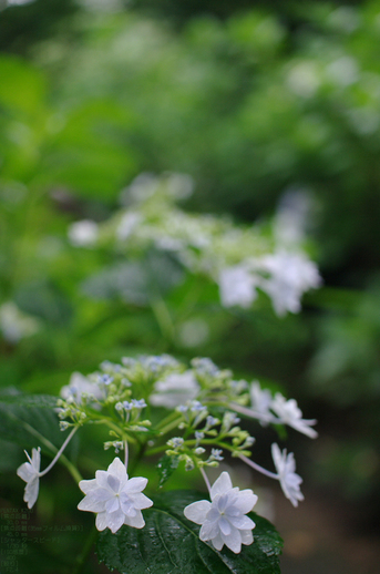 2011_6_久米寺・紫陽花_3.jpg