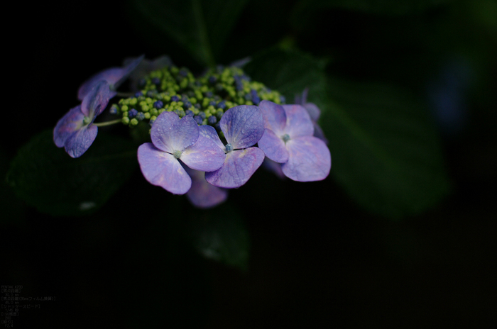 2011_6_久米寺・紫陽花_4.jpg