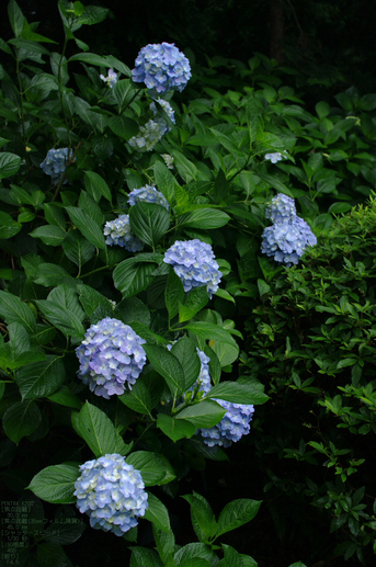 2011_6_久米寺・紫陽花_7.jpg