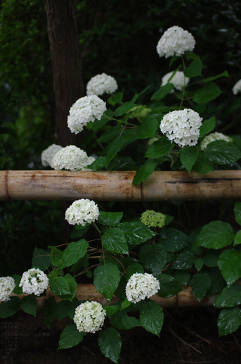 2011_6_久米寺・紫陽花_9.jpg