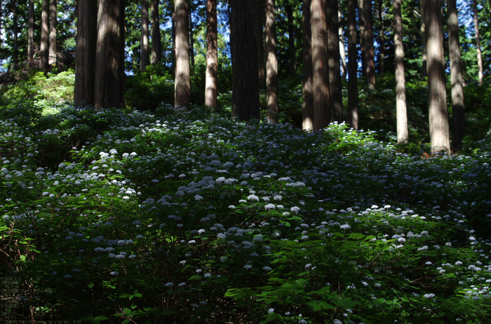 2011_6_東吉野・小紫陽花_14.jpg