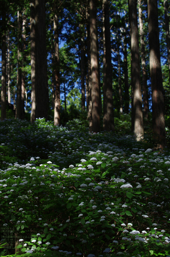 2011_6_東吉野・小紫陽花_15.jpg