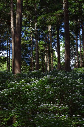 2011_6_東吉野・小紫陽花_16.jpg