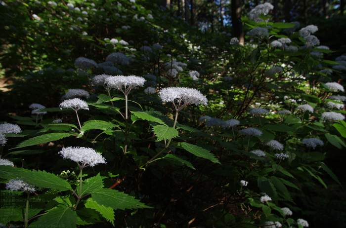 2011_6_東吉野・小紫陽花_2.jpg