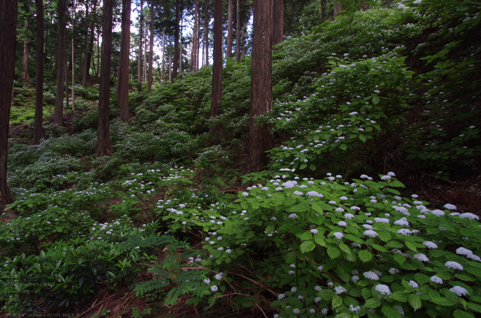 2011_6_東吉野・小紫陽花_24.jpg