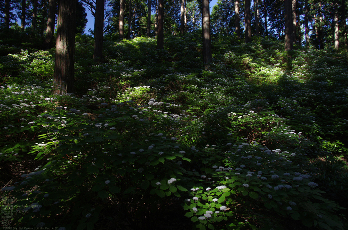 2011_6_東吉野・小紫陽花_4.jpg