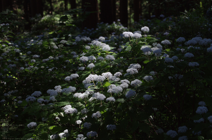 2011_6_東吉野・小紫陽花_7.jpg