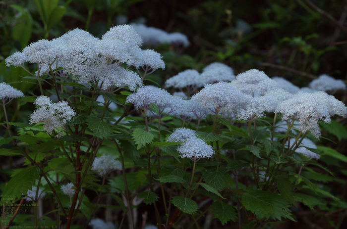 2011_6_東吉野・小紫陽花_9.jpg