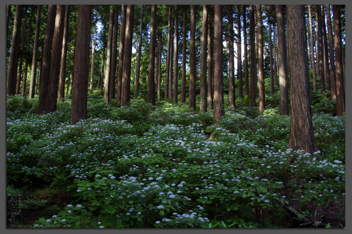 2011_6_東吉野・小紫陽花_top1.jpg