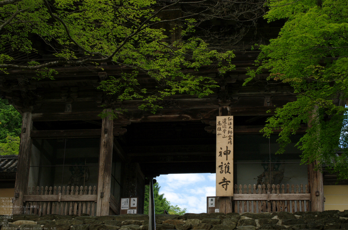 2011_6_神護寺・新緑_3.jpg