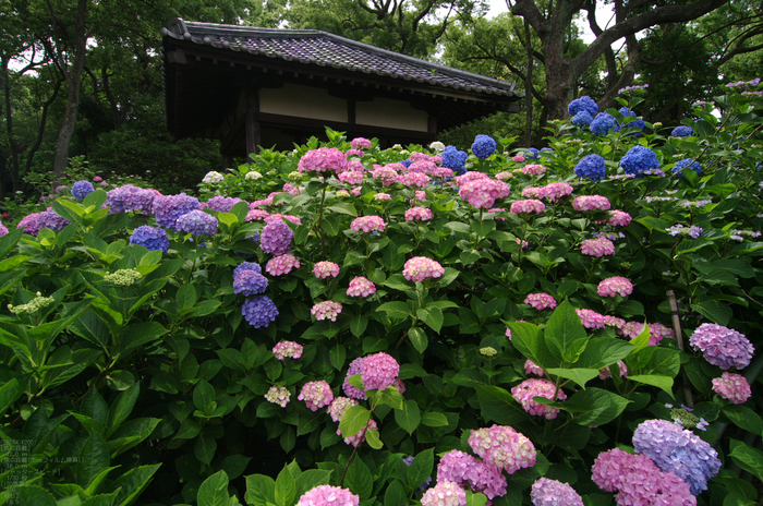 2011_6_藤森神社・紫陽花_13.jpg