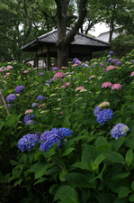 2011_6_藤森神社・紫陽花_14.jpg