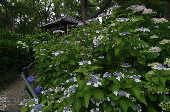 2011_6_藤森神社・紫陽花_15.jpg