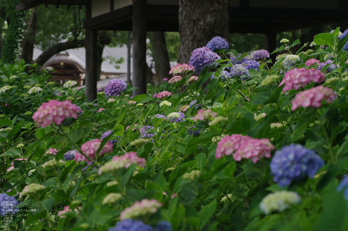 2011_6_藤森神社・紫陽花_16.jpg