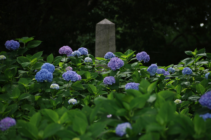 2011_6_藤森神社・紫陽花_17.jpg