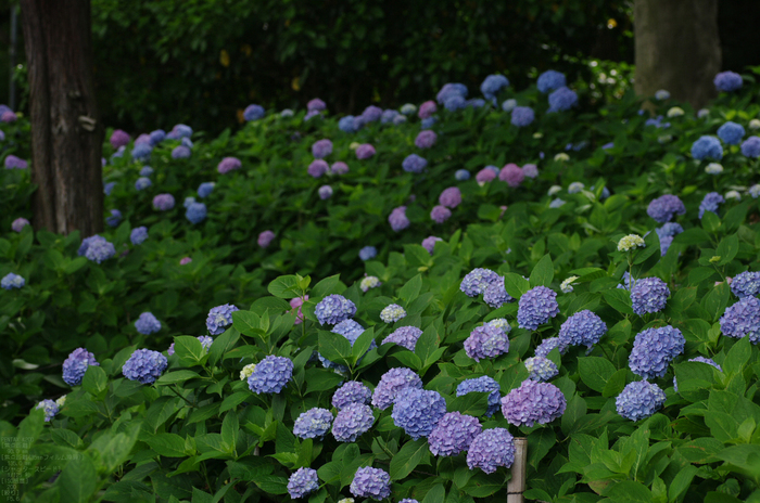 2011_6_藤森神社・紫陽花_18.jpg