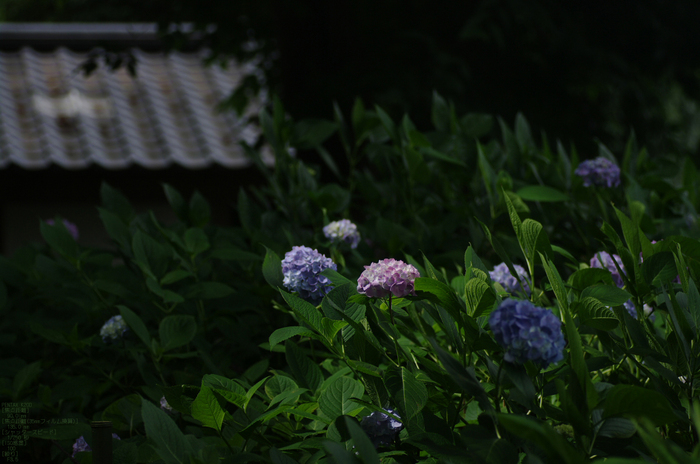 2011_6_藤森神社・紫陽花_21.jpg