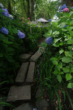 2011_6_藤森神社・紫陽花_26.jpg