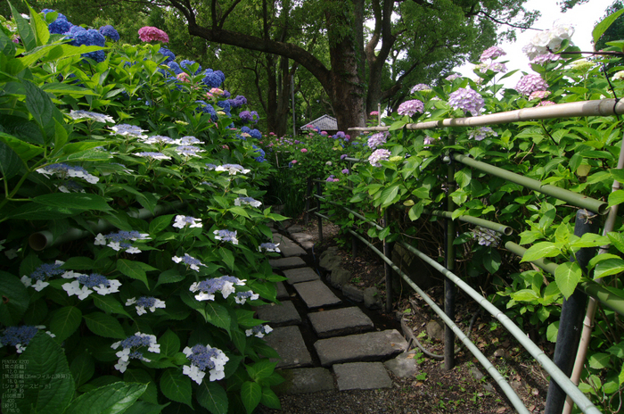 2011_6_藤森神社・紫陽花_28.jpg