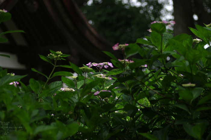 2011_6_藤森神社・紫陽花_29.jpg