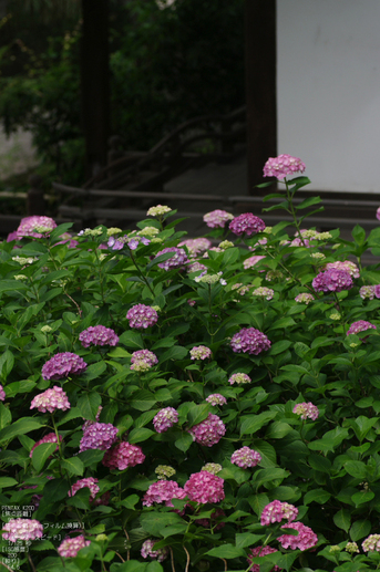 2011_6_藤森神社・紫陽花_30.jpg