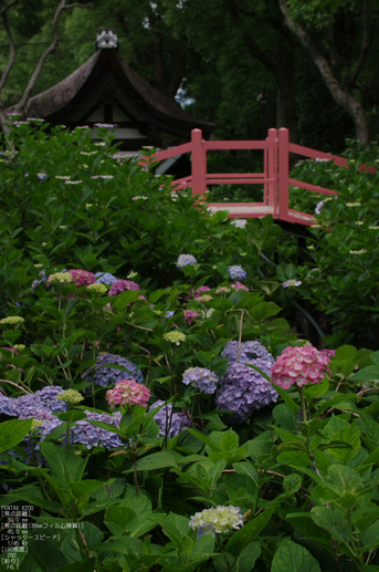 2011_6_藤森神社・紫陽花_31.jpg