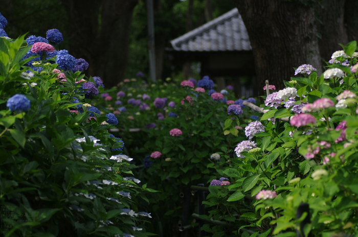 2011_6_藤森神社・紫陽花_4.jpg