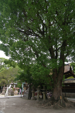 2011_6_藤森神社・紫陽花_7.jpg