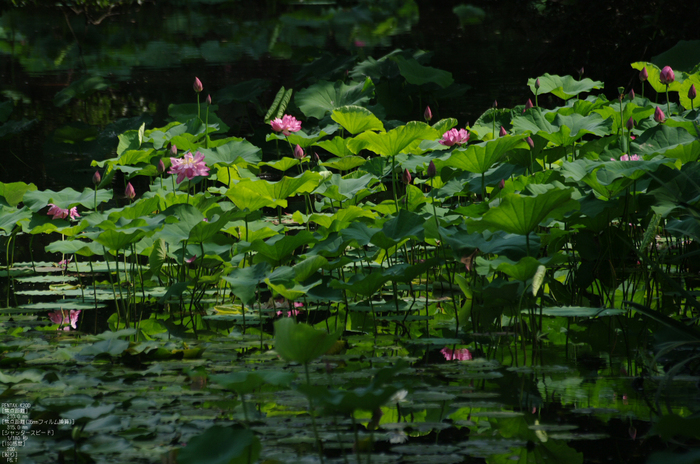 201107_勧修寺・蓮_10.jpg