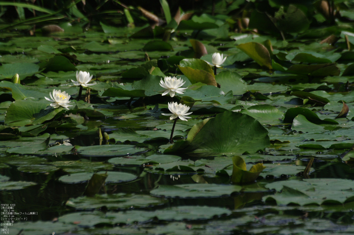 201107_勧修寺・蓮_11.jpg