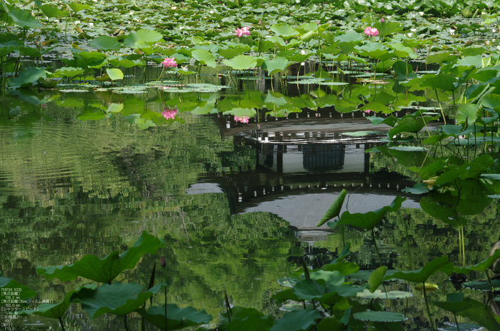 201107_勧修寺・蓮_12.jpg