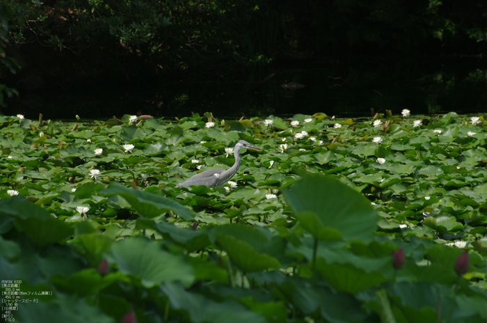 201107_勧修寺・蓮_13.jpg