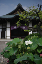 201107_勧修寺・蓮_2.jpg