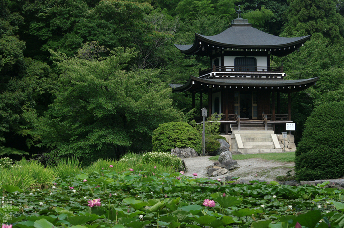 201107_勧修寺・蓮_4.jpg