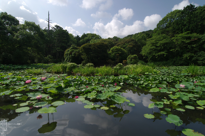 201107_勧修寺・蓮_6.jpg