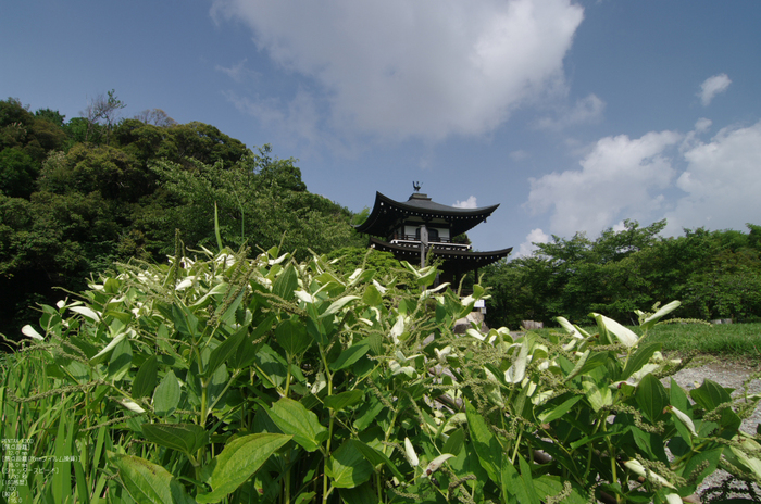 201107_勧修寺・蓮_7.jpg