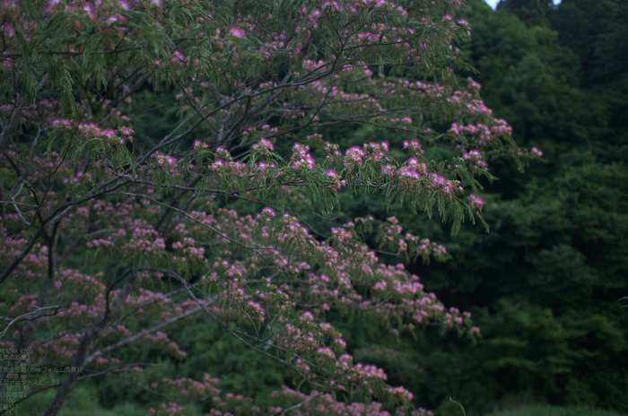 201107_月うさぎ・宴_2.jpg