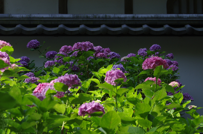 2011_6_長谷寺・紫陽花_10.jpg