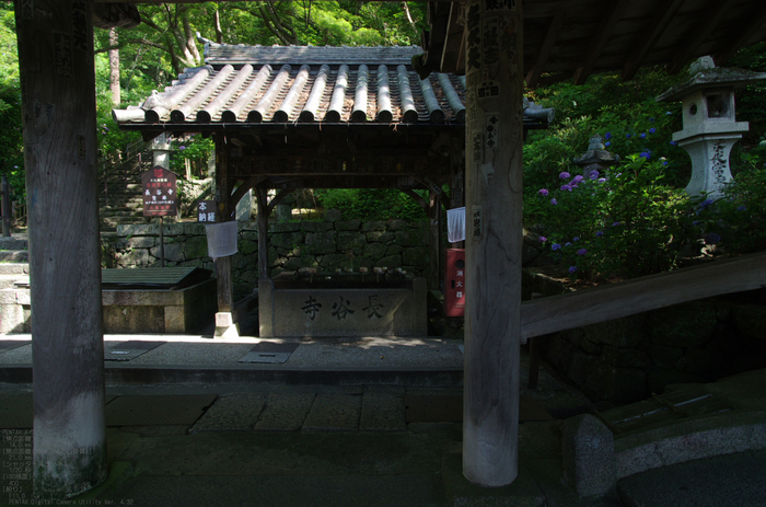 2011_6_長谷寺・紫陽花_11.jpg