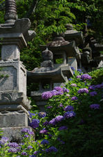 2011_6_長谷寺・紫陽花_13.jpg