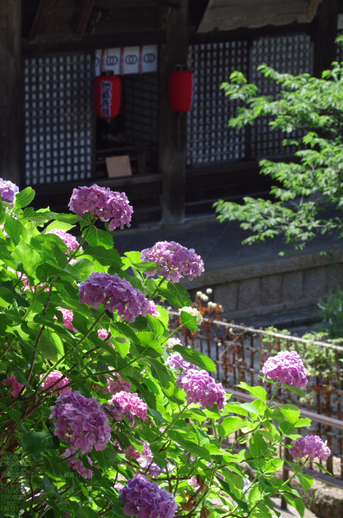 2011_6_長谷寺・紫陽花_18.jpg