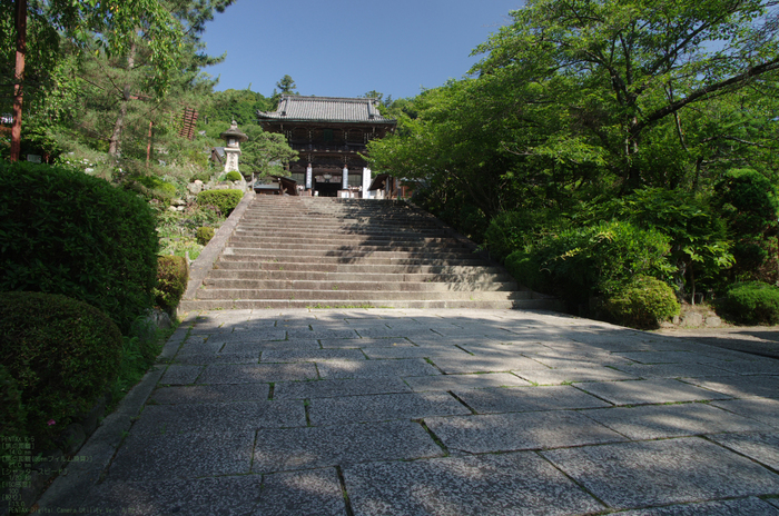 2011_6_長谷寺・紫陽花_2.jpg