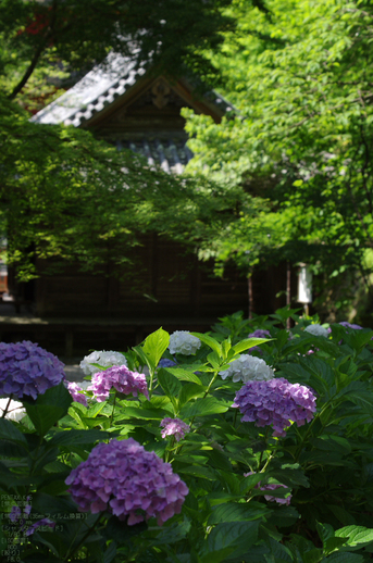 2011_6_長谷寺・紫陽花_21.jpg