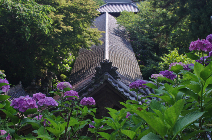 2011_6_長谷寺・紫陽花_7.jpg