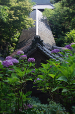 2011_6_長谷寺・紫陽花_8.jpg